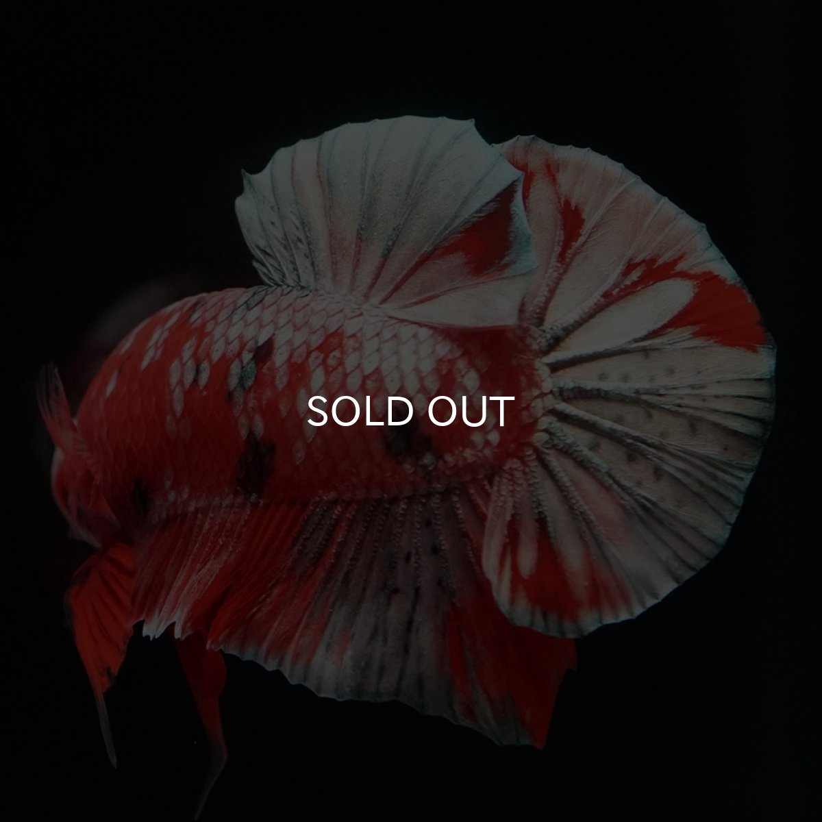 画像2: HMPK　レッドカッパーギャラクシー (2)