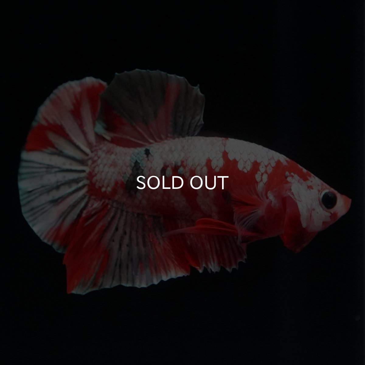 画像5: HMPK　レッドカッパーギャラクシー (5)