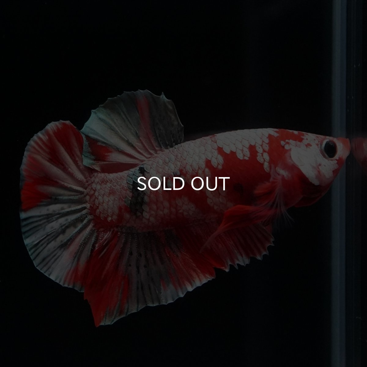 画像10: HMPK　レッドカッパーギャラクシー (10)