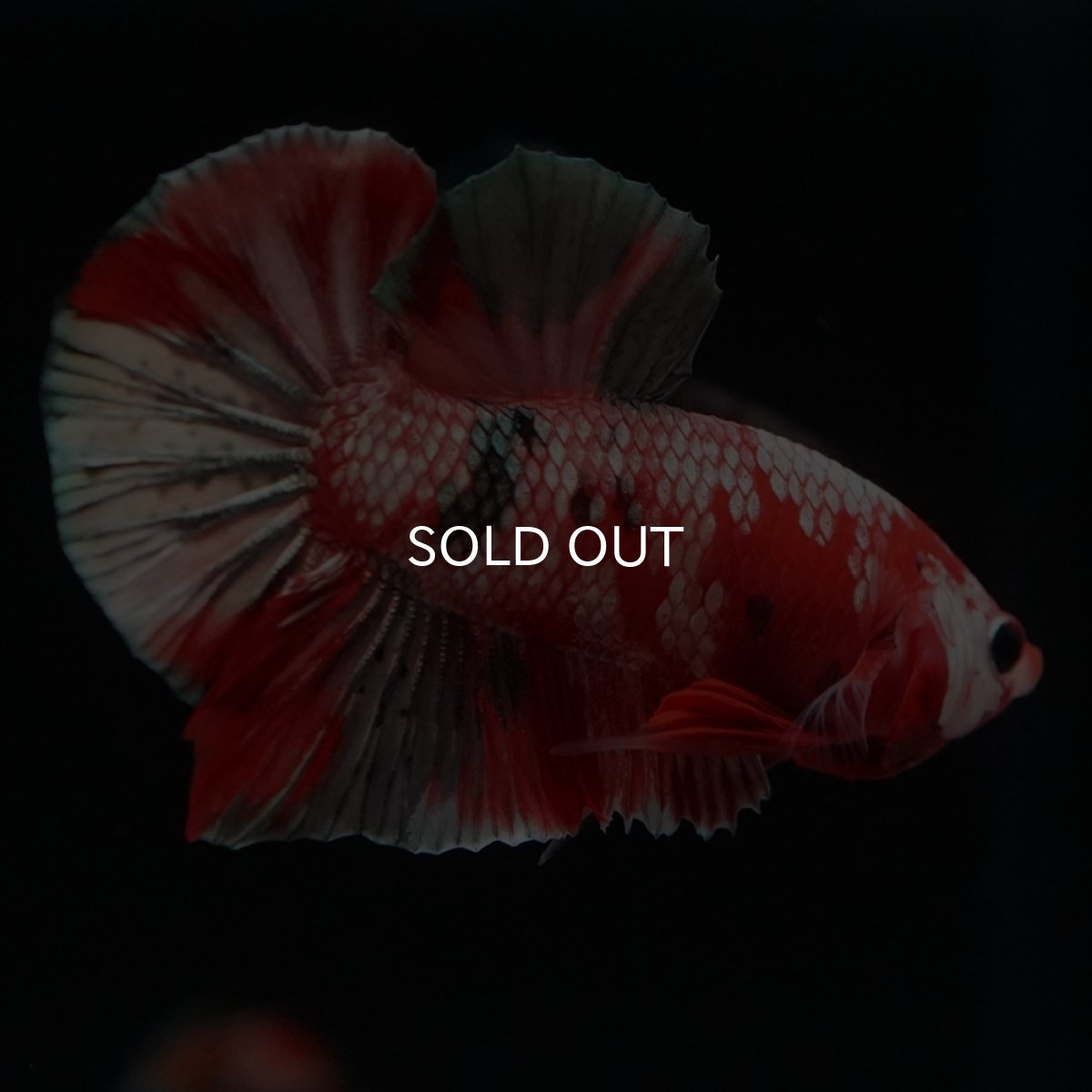 画像9: HMPK　レッドカッパーギャラクシー (9)