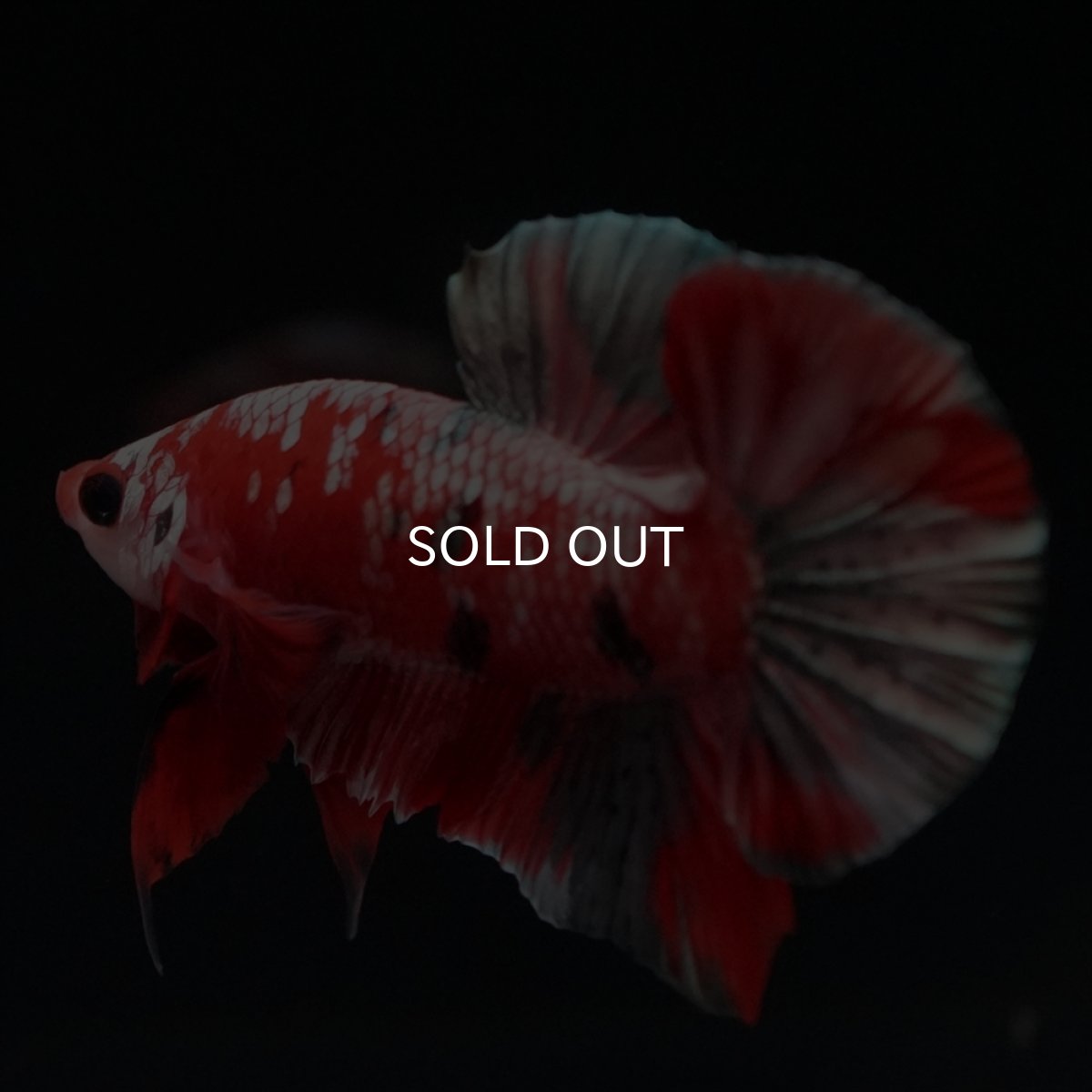 画像8: HMPK　レッドカッパーギャラクシー (8)