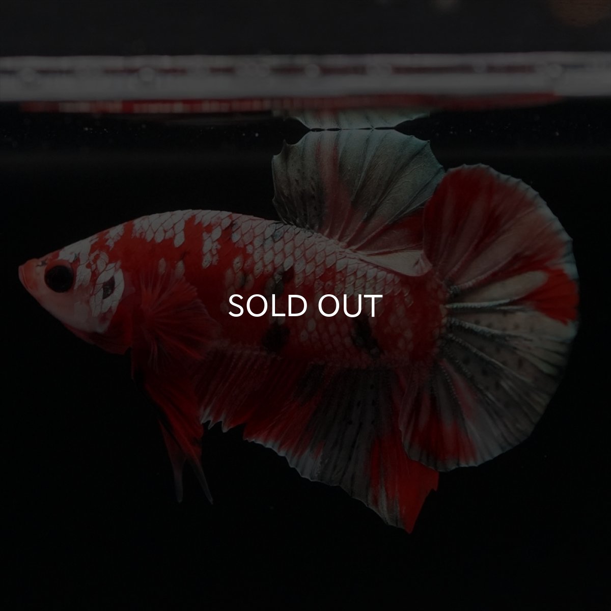 画像7: HMPK　レッドカッパーギャラクシー (7)