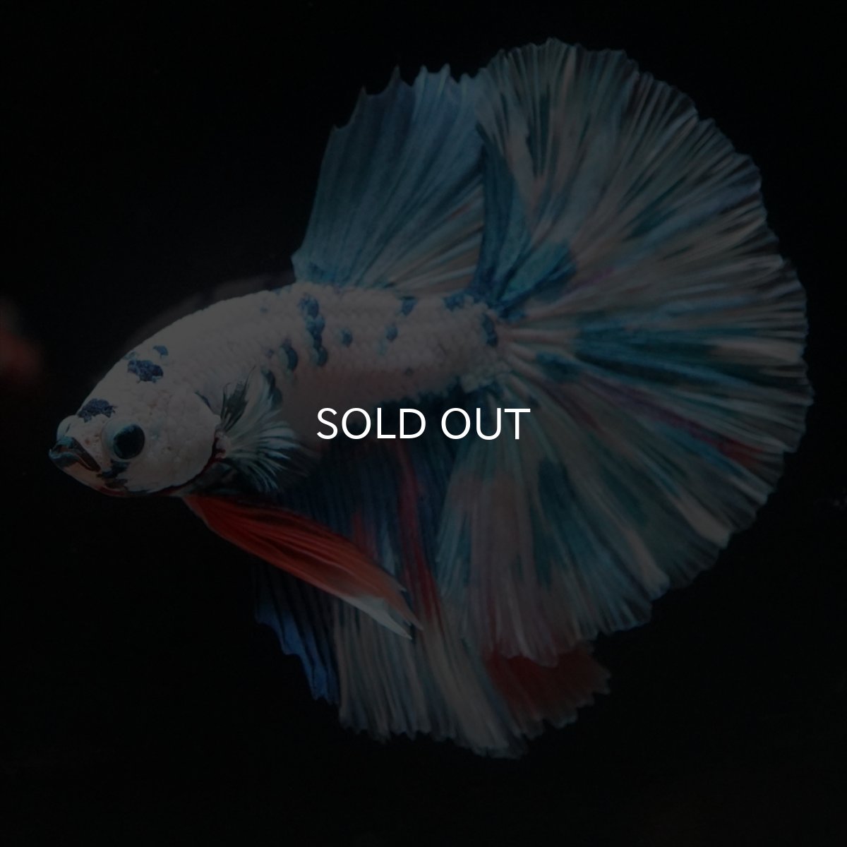 画像10: HM　ホワイトブルーマーブル (10)