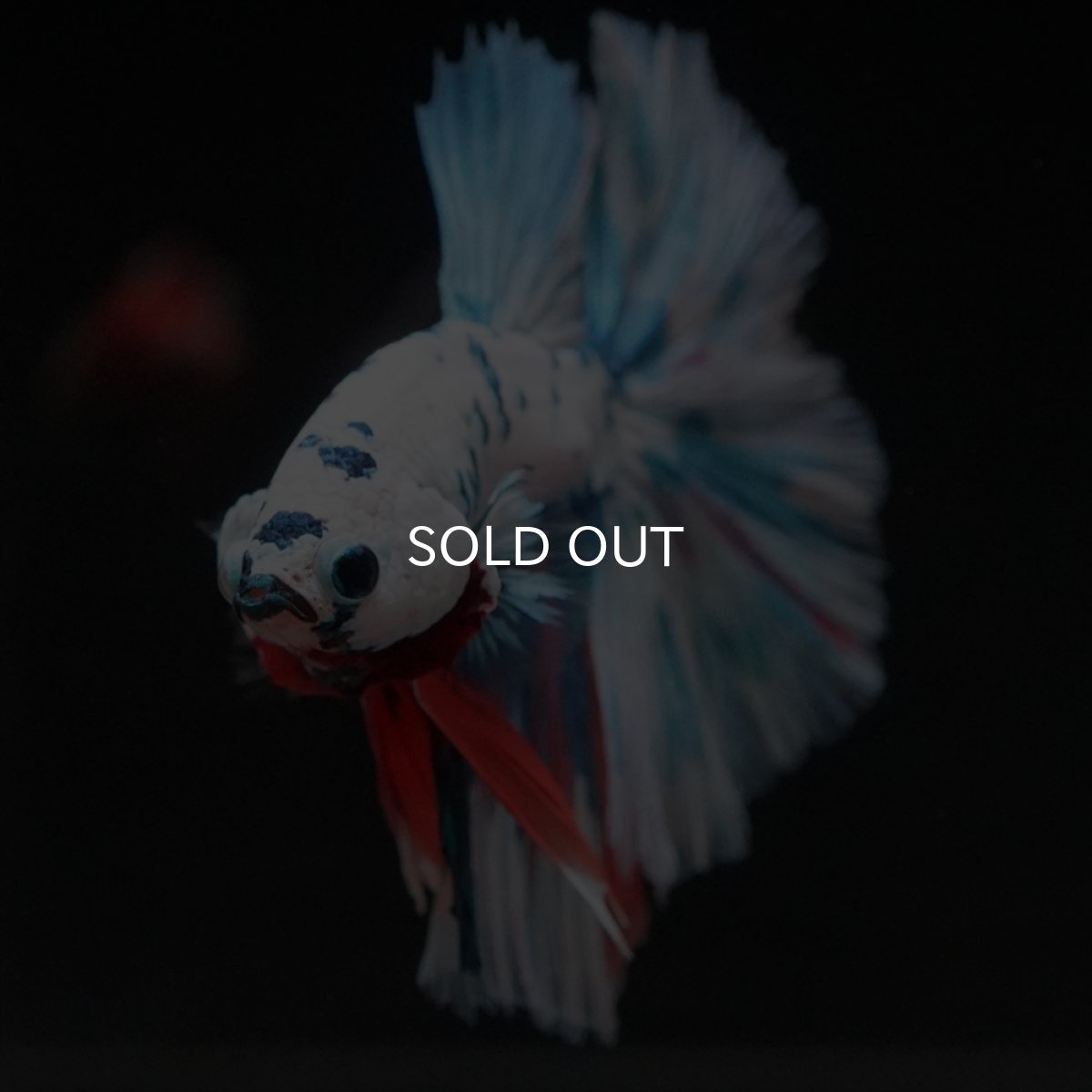 画像9: HM　ホワイトブルーマーブル (9)