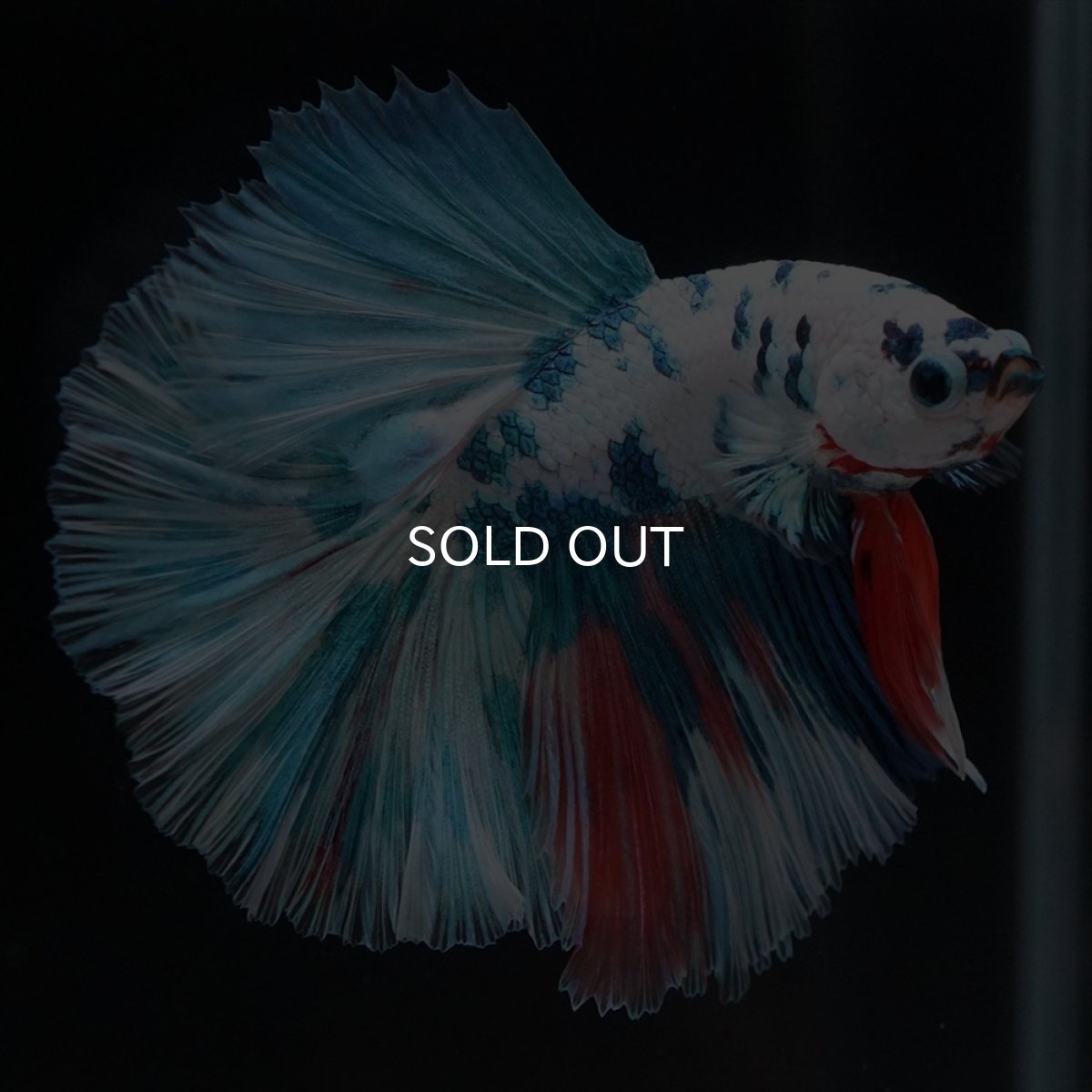 画像6: HM　ホワイトブルーマーブル (6)