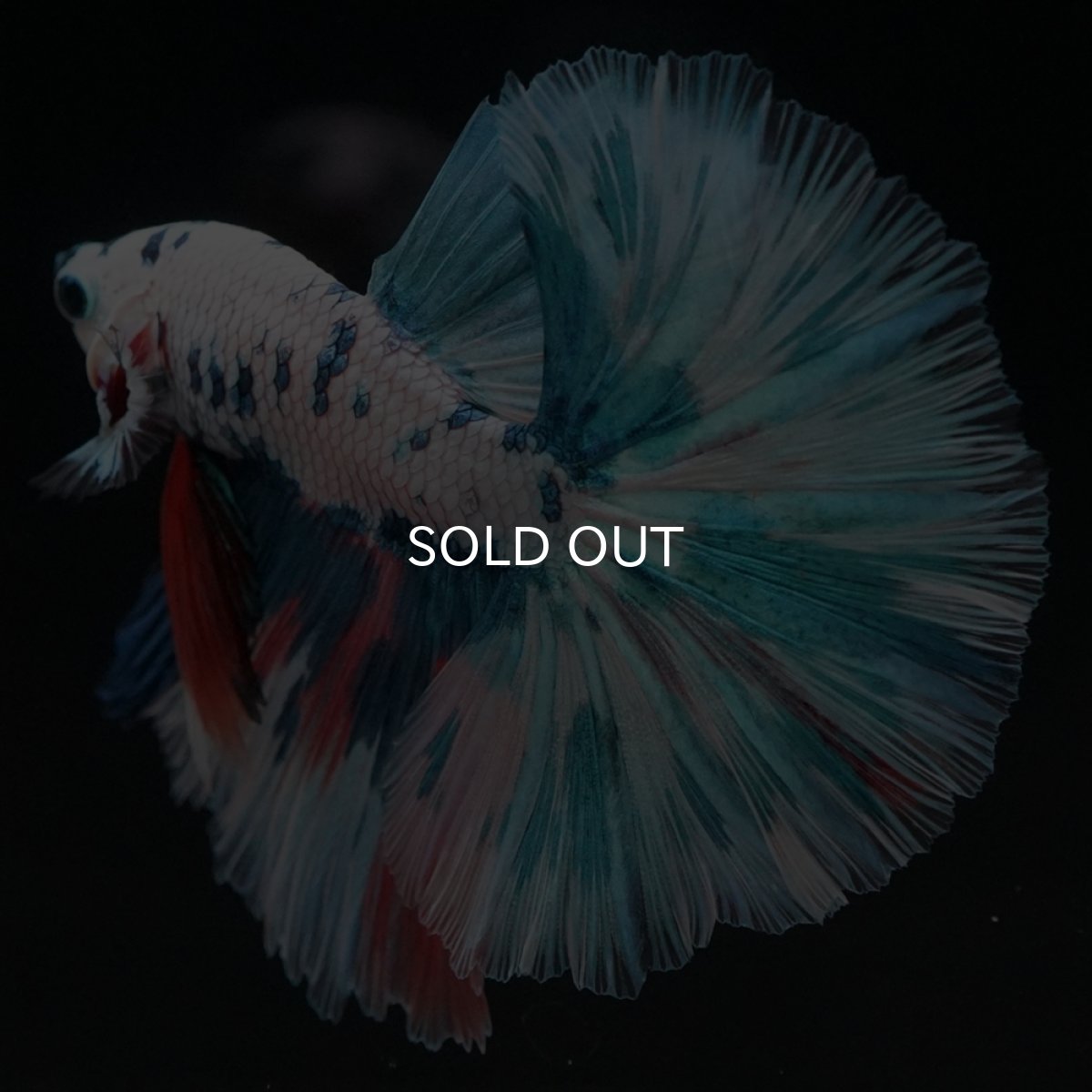 画像2: HM　ホワイトブルーマーブル (2)