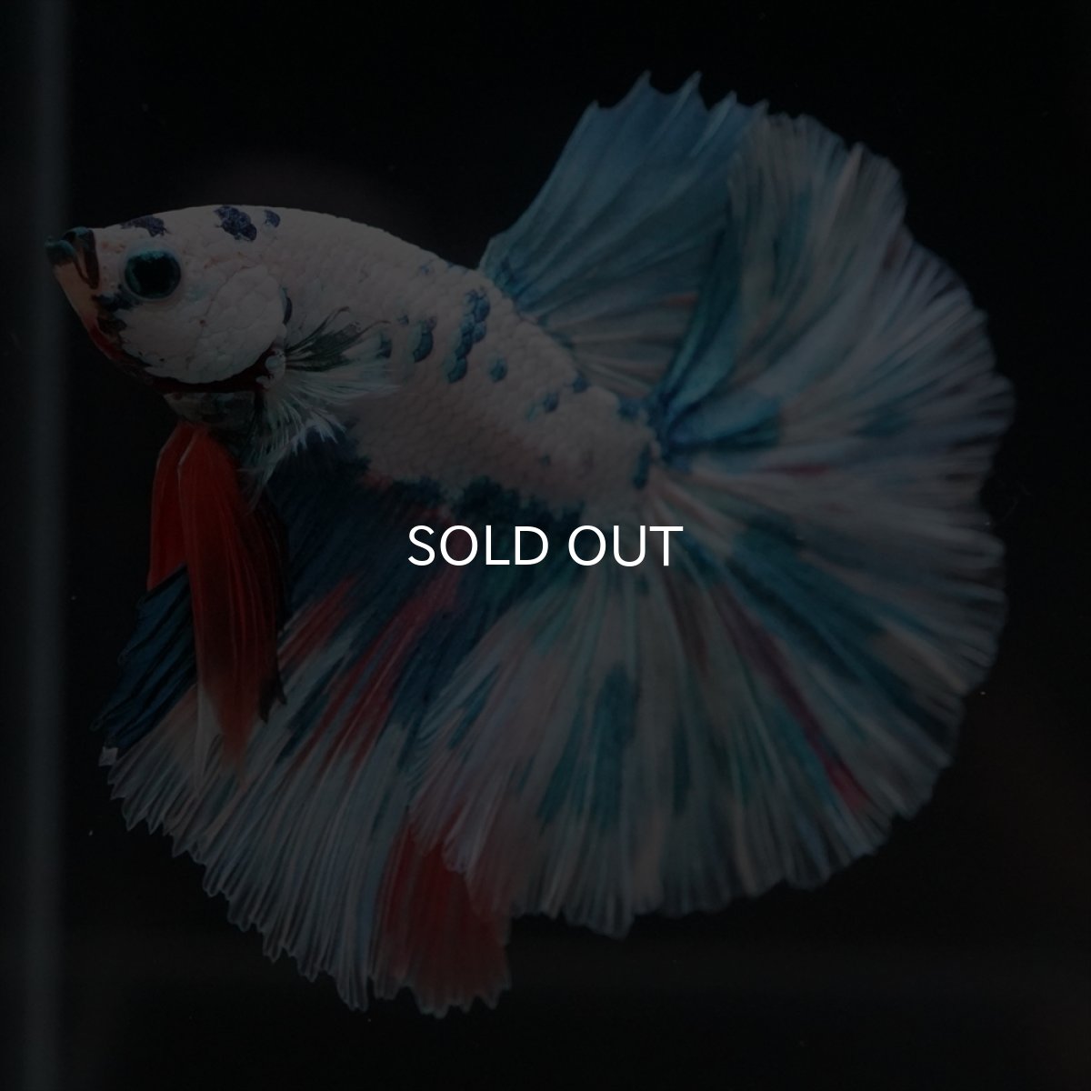 画像7: HM　ホワイトブルーマーブル (7)