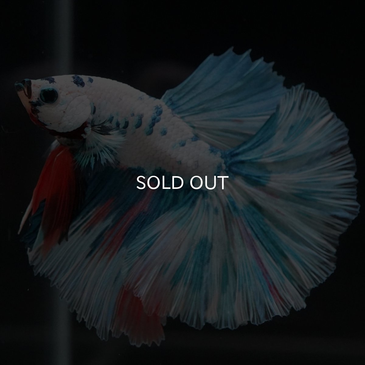 画像5: HM　ホワイトブルーマーブル (5)