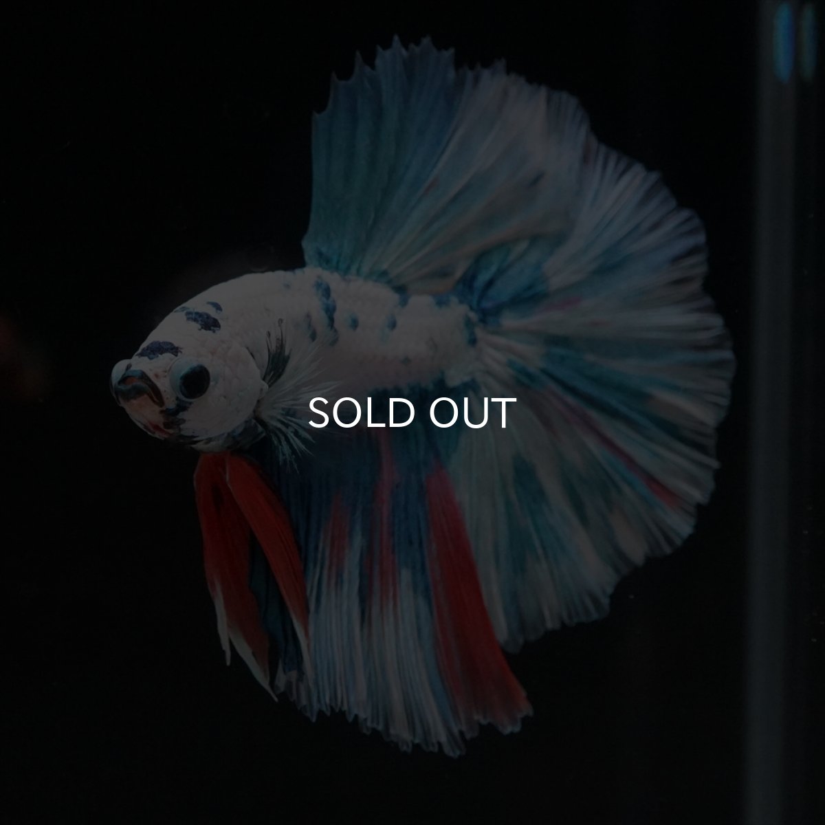 画像4: HM　ホワイトブルーマーブル (4)