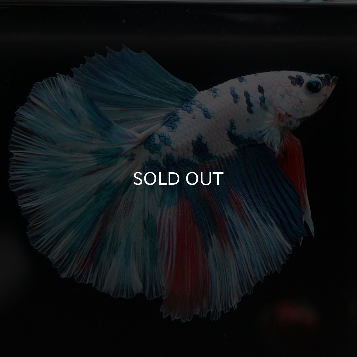 画像3: HM　ホワイトブルーマーブル (3)