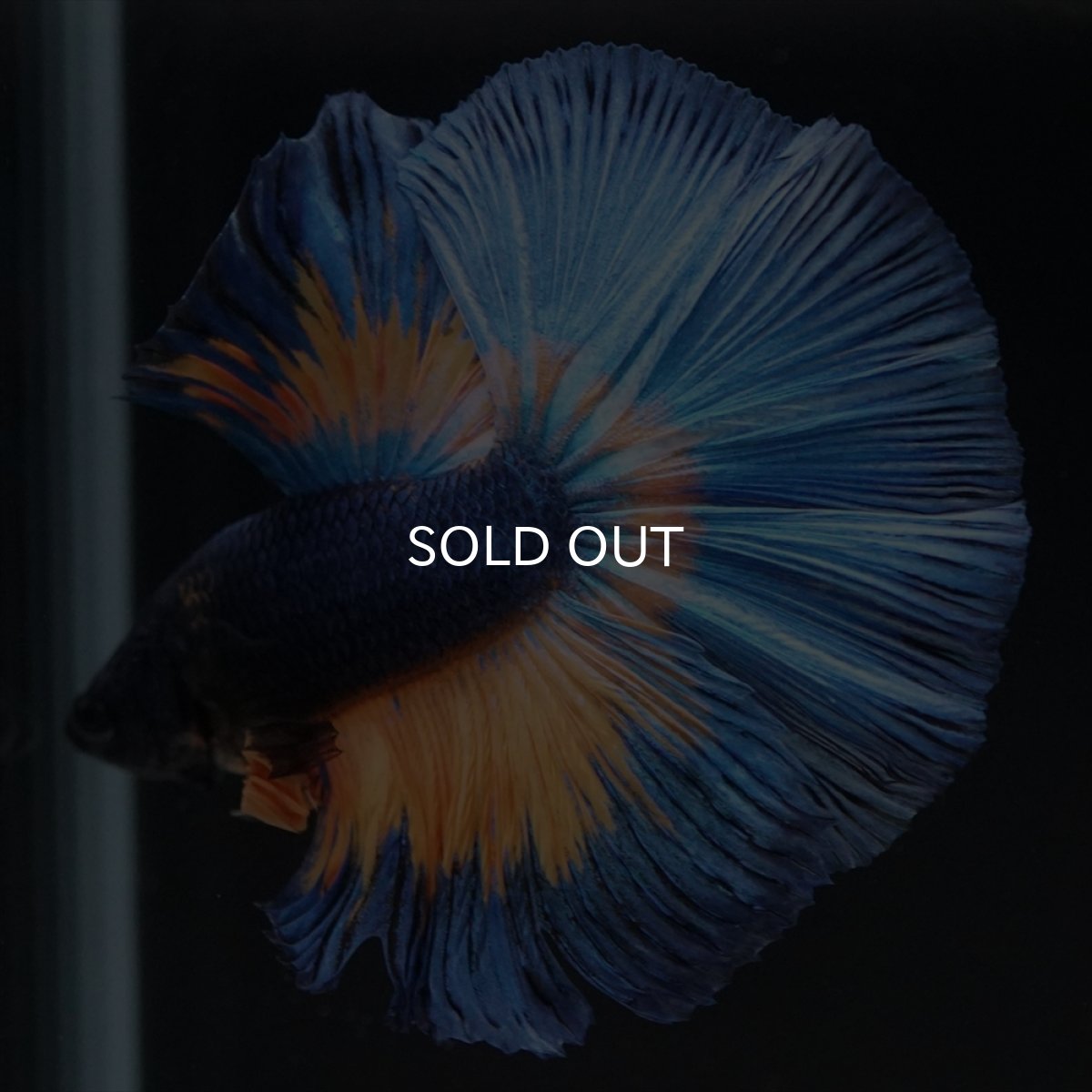 画像3: HM　マスタード (3)