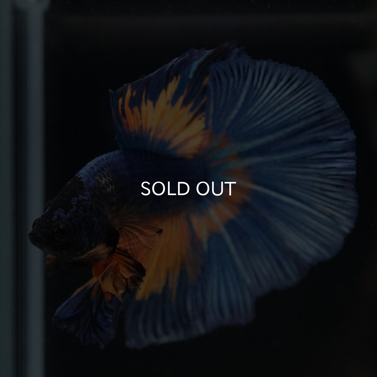 画像9: HM　マスタード (9)