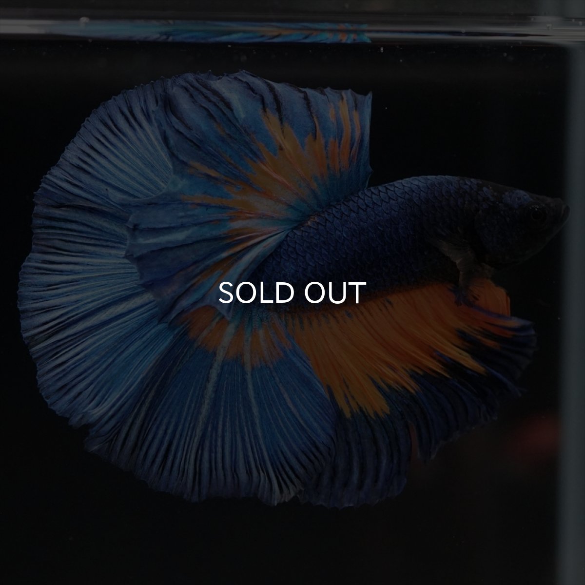 画像2: HM　マスタード (2)