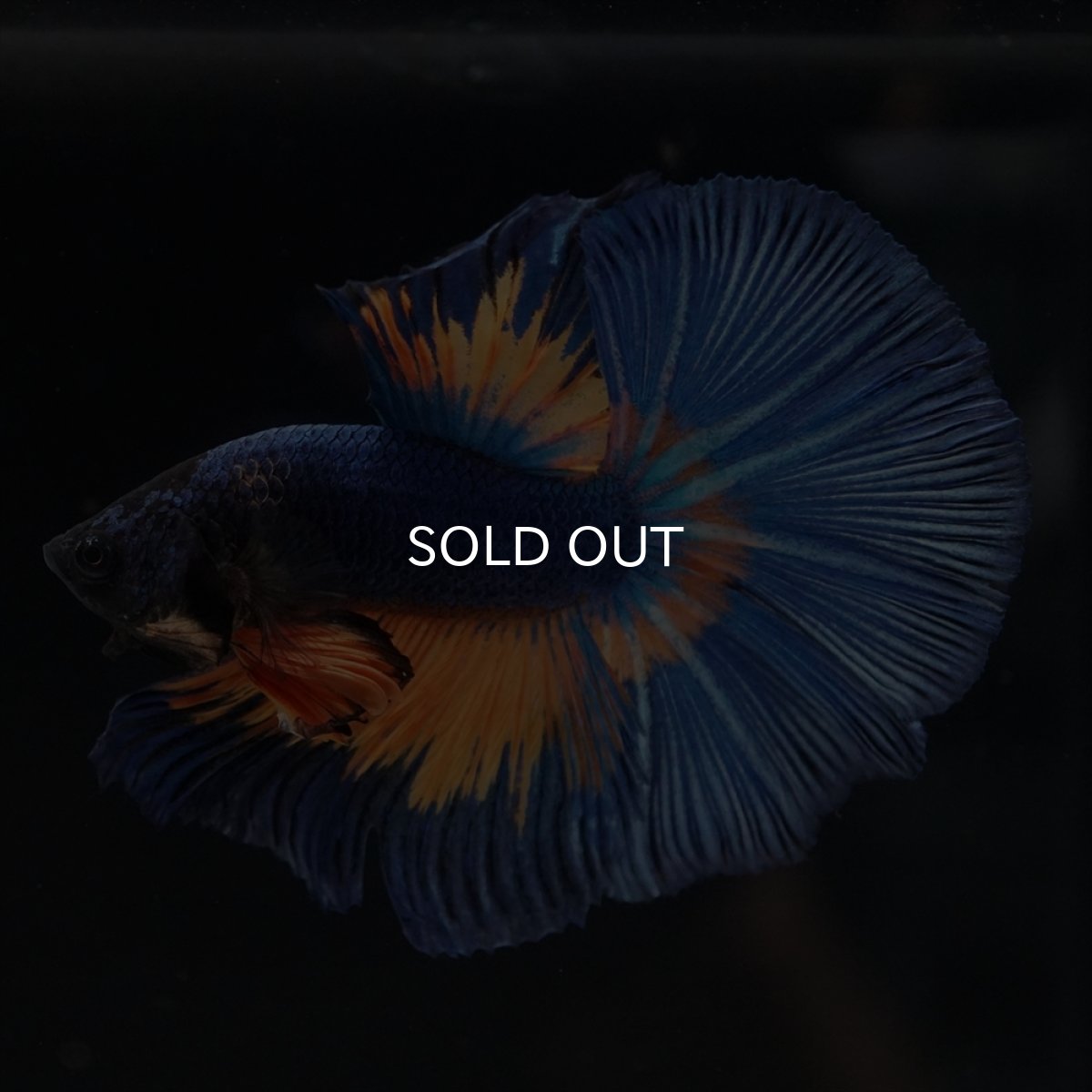 画像8: HM　マスタード (8)