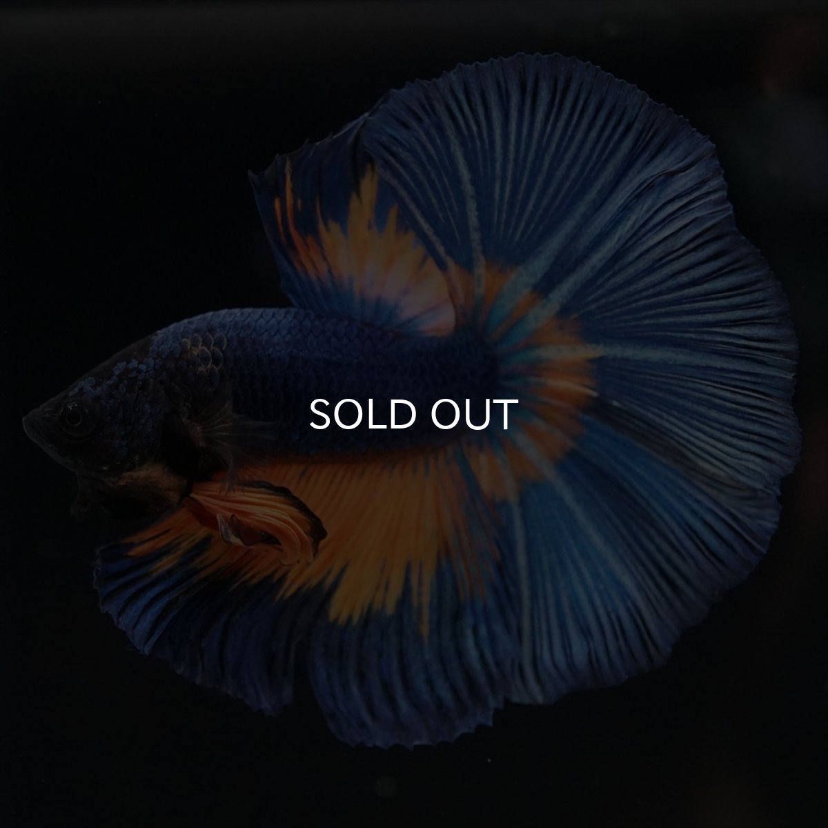 画像7: HM　マスタード (7)