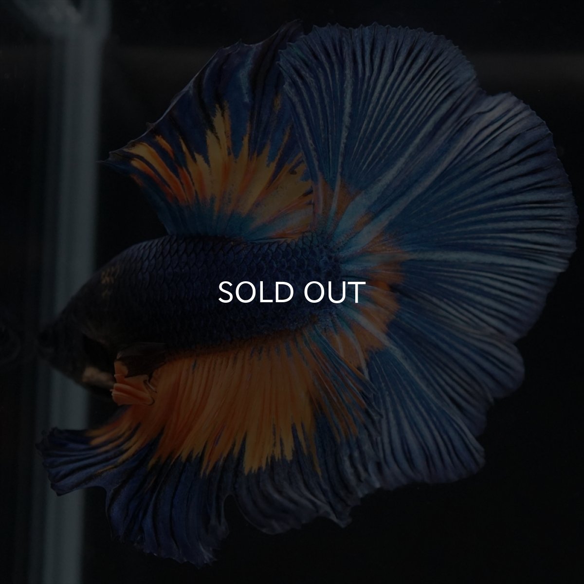 画像6: HM　マスタード (6)