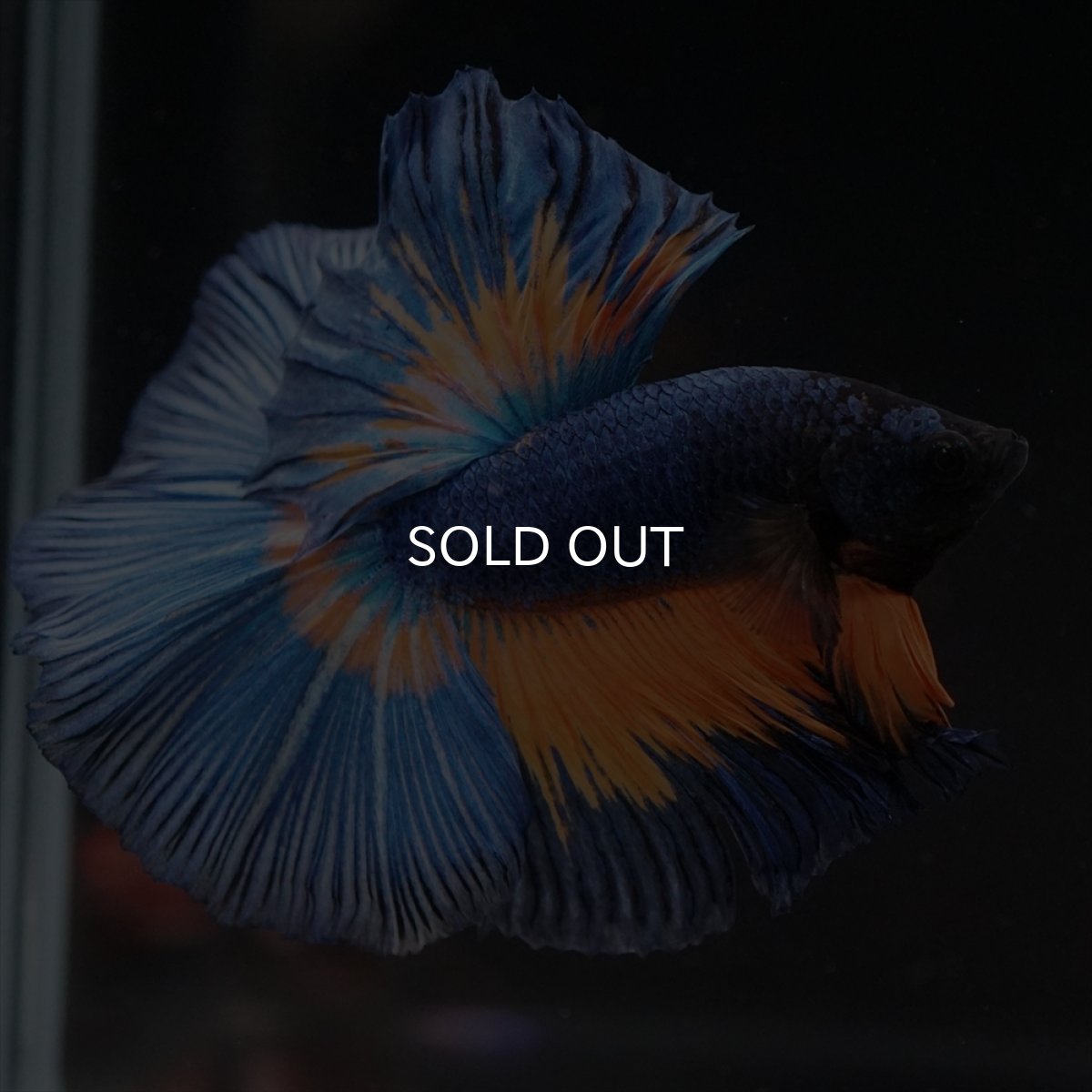 画像5: HM　マスタード (5)