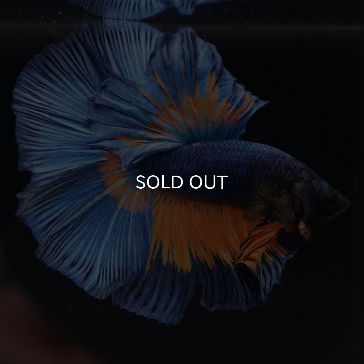 画像4: HM　マスタード (4)