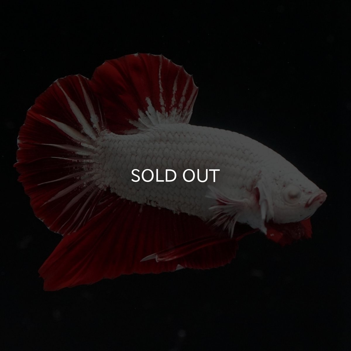 画像22: HMPK　プラチナレッドドラゴン (22)