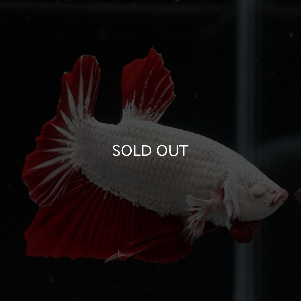 画像21: HMPK　プラチナレッドドラゴン (21)