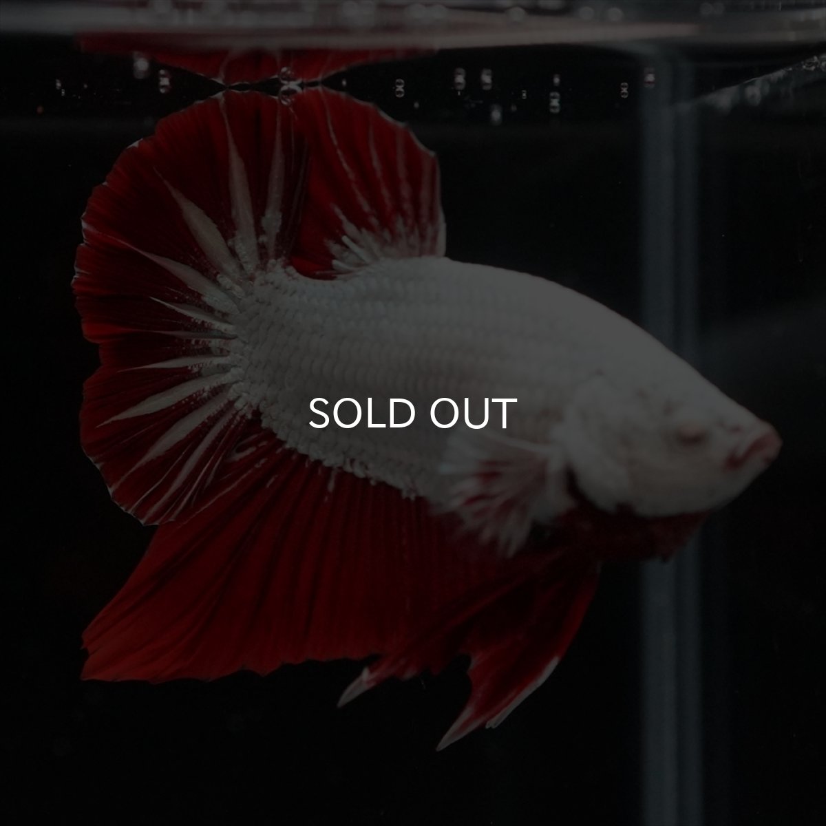 画像20: HMPK　プラチナレッドドラゴン (20)