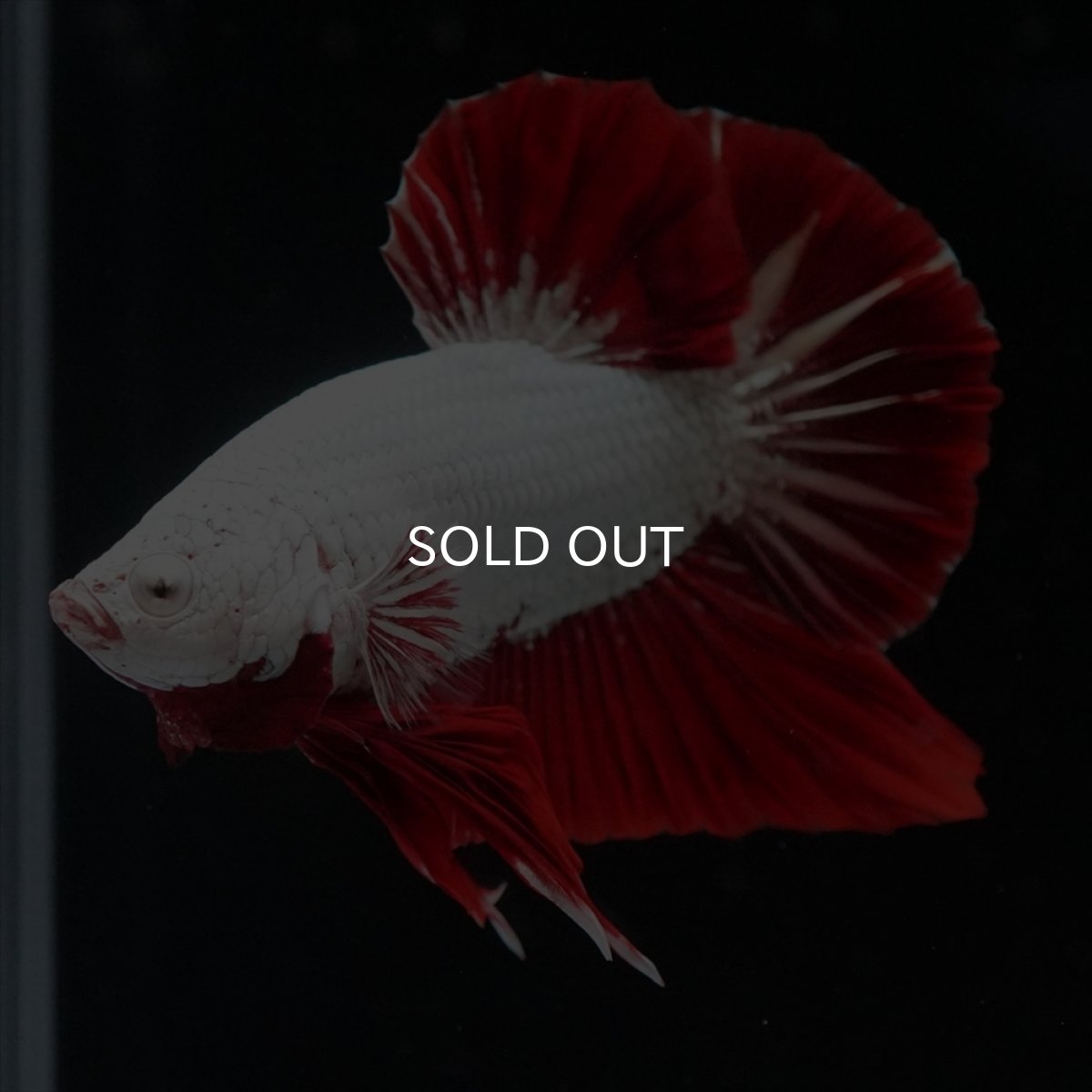 画像19: HMPK　プラチナレッドドラゴン (19)