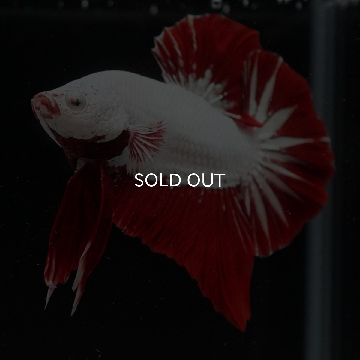 画像18: HMPK　プラチナレッドドラゴン (18)