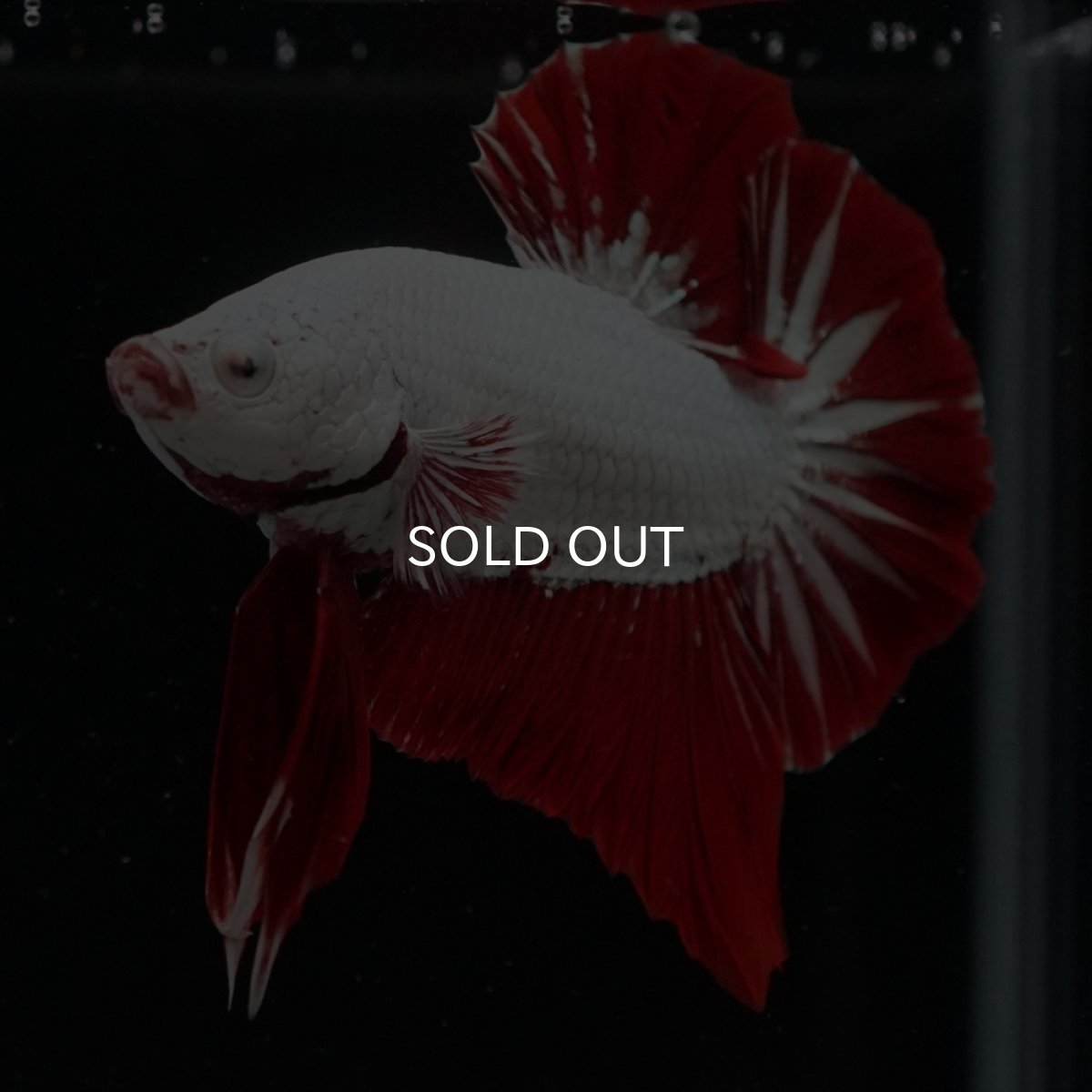 画像17: HMPK　プラチナレッドドラゴン (17)