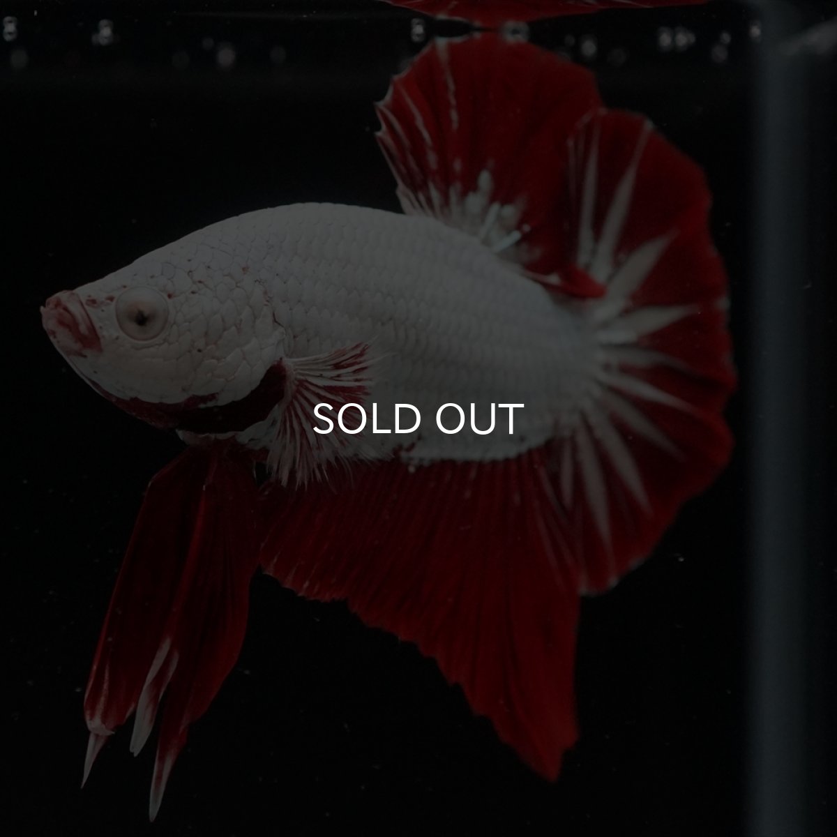 画像16: HMPK　プラチナレッドドラゴン (16)