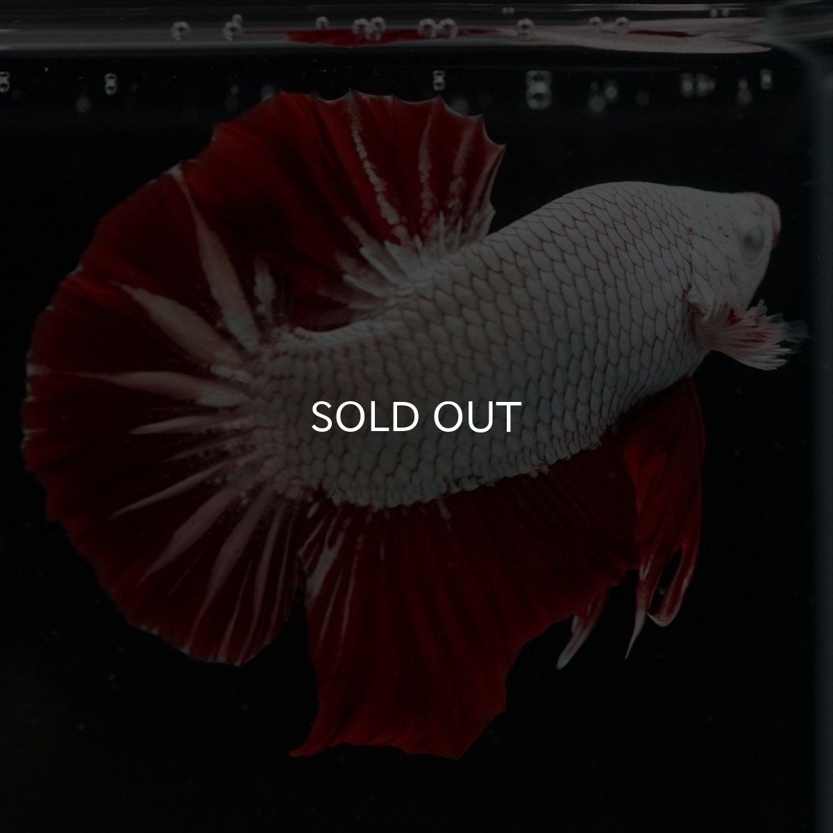 画像15: HMPK　プラチナレッドドラゴン (15)