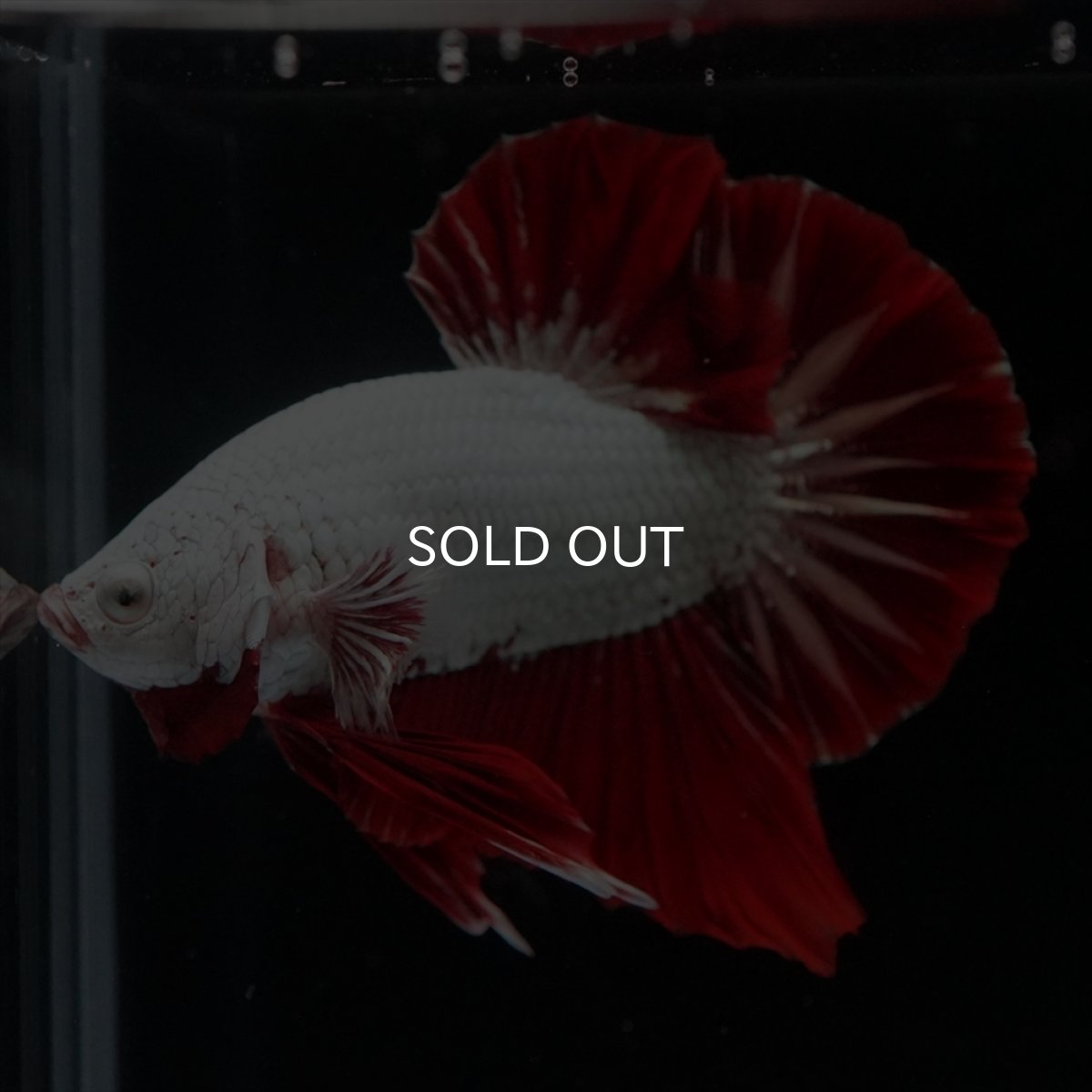 画像14: HMPK　プラチナレッドドラゴン (14)