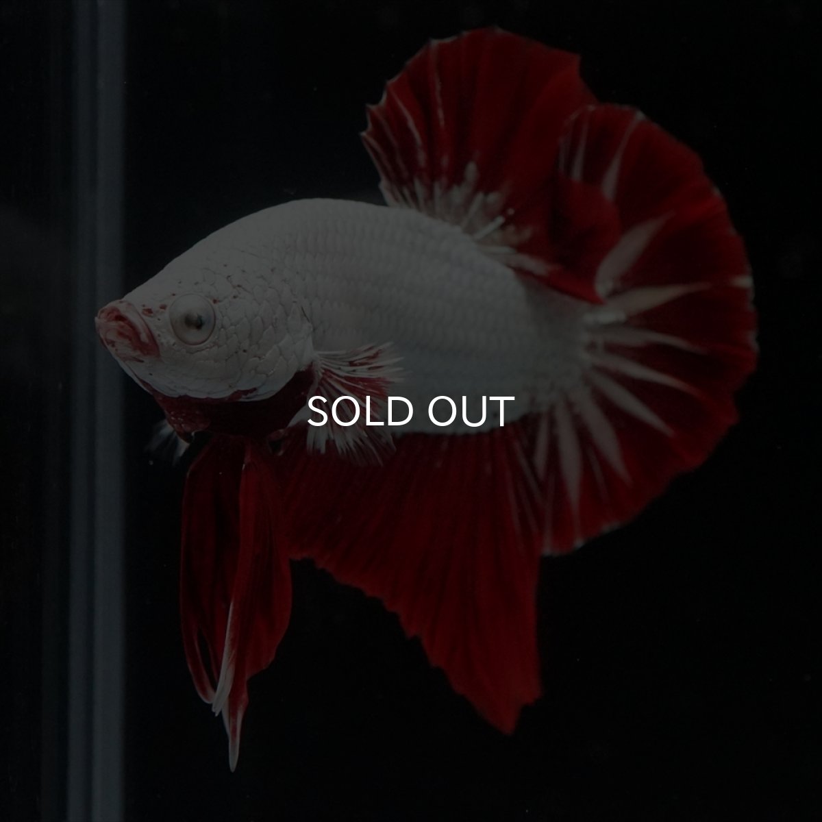 画像13: HMPK　プラチナレッドドラゴン (13)