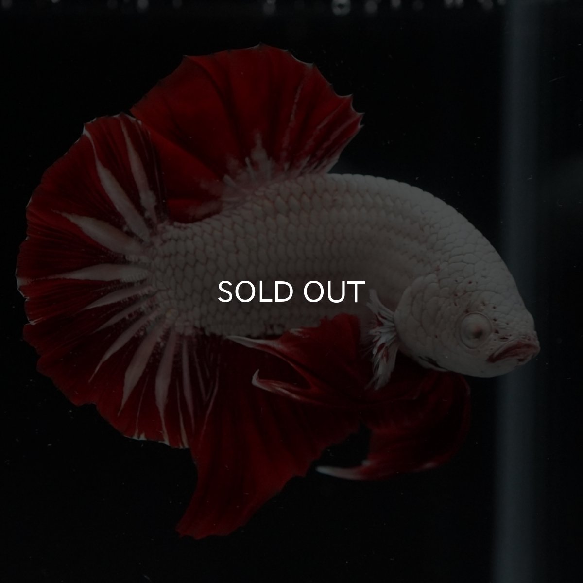 画像2: HMPK　プラチナレッドドラゴン (2)