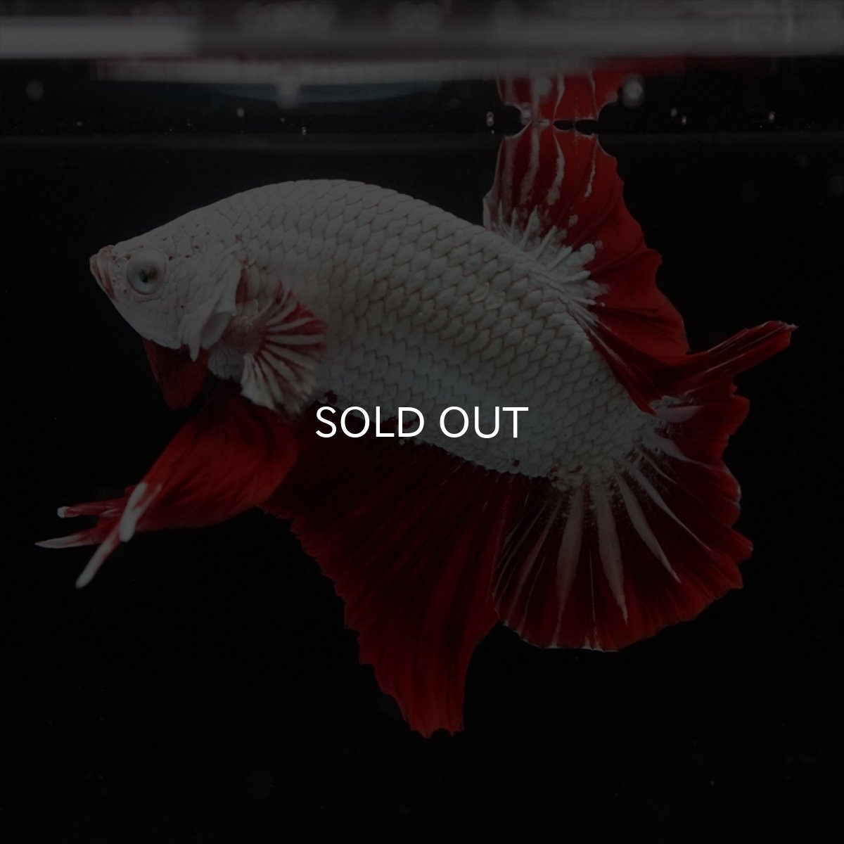 画像11: HMPK　プラチナレッドドラゴン (11)