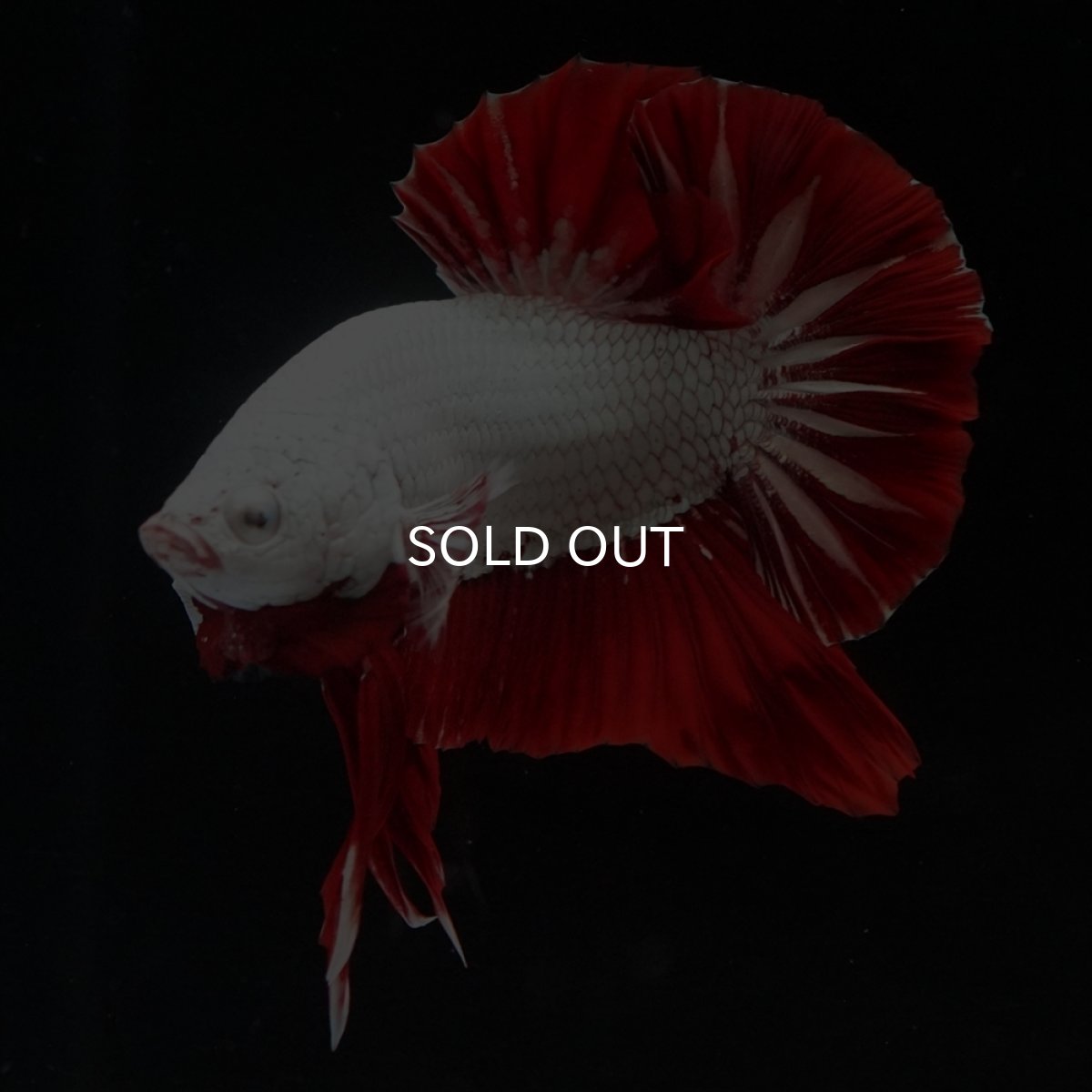 画像10: HMPK　プラチナレッドドラゴン (10)