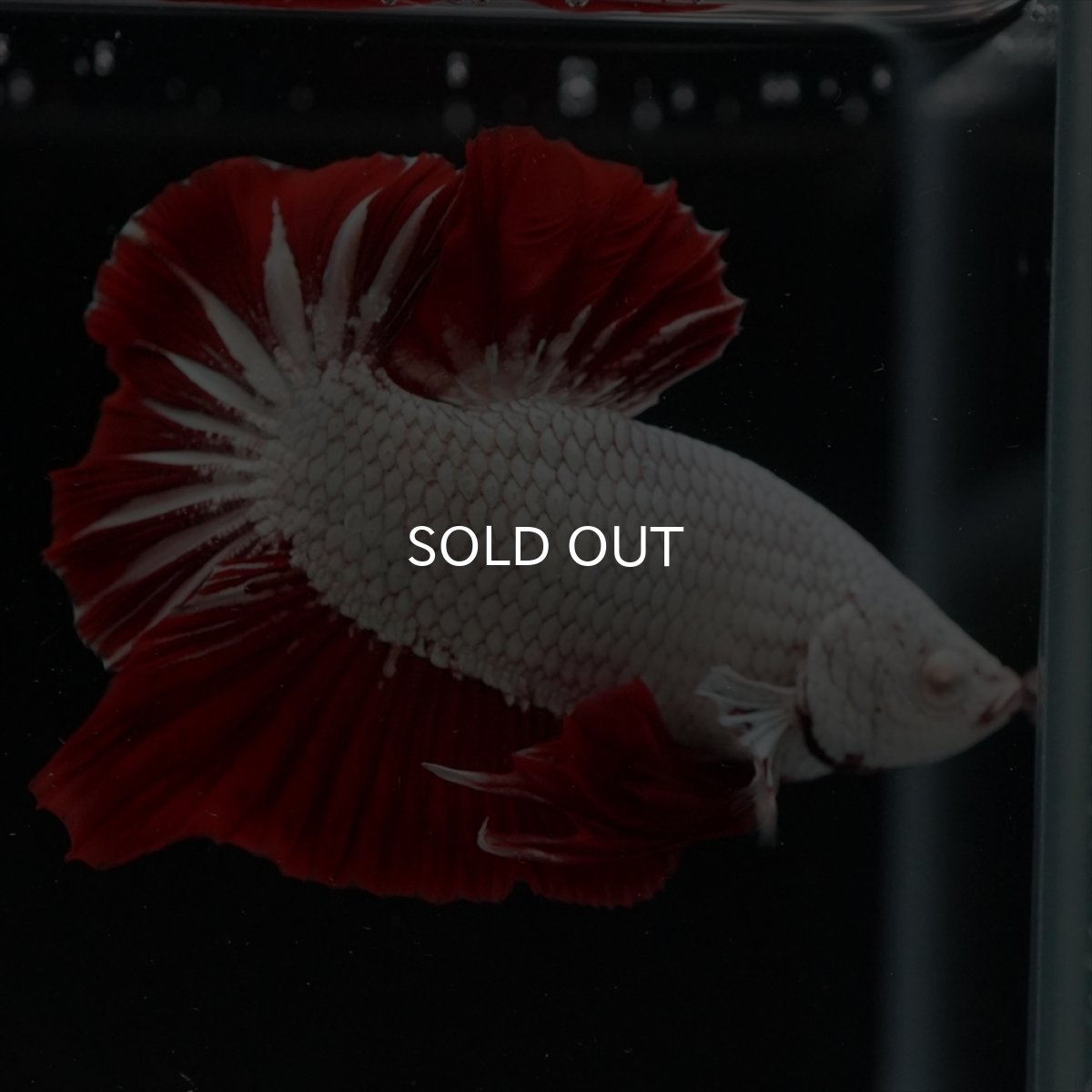 画像9: HMPK　プラチナレッドドラゴン (9)