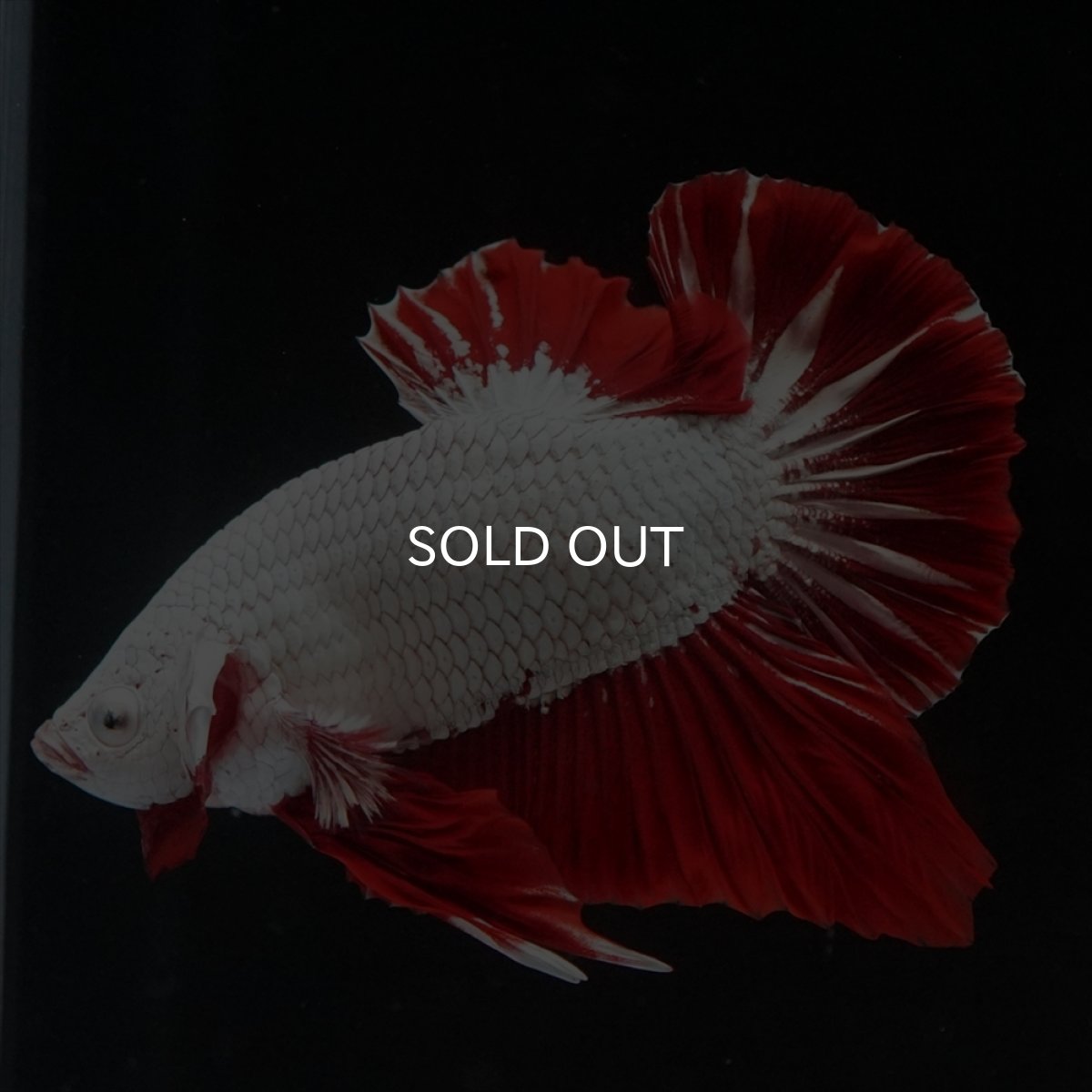 画像8: HMPK　プラチナレッドドラゴン (8)