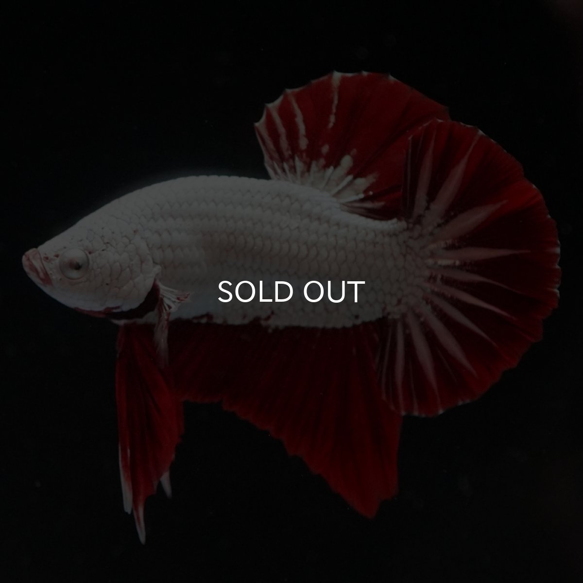 画像7: HMPK　プラチナレッドドラゴン (7)