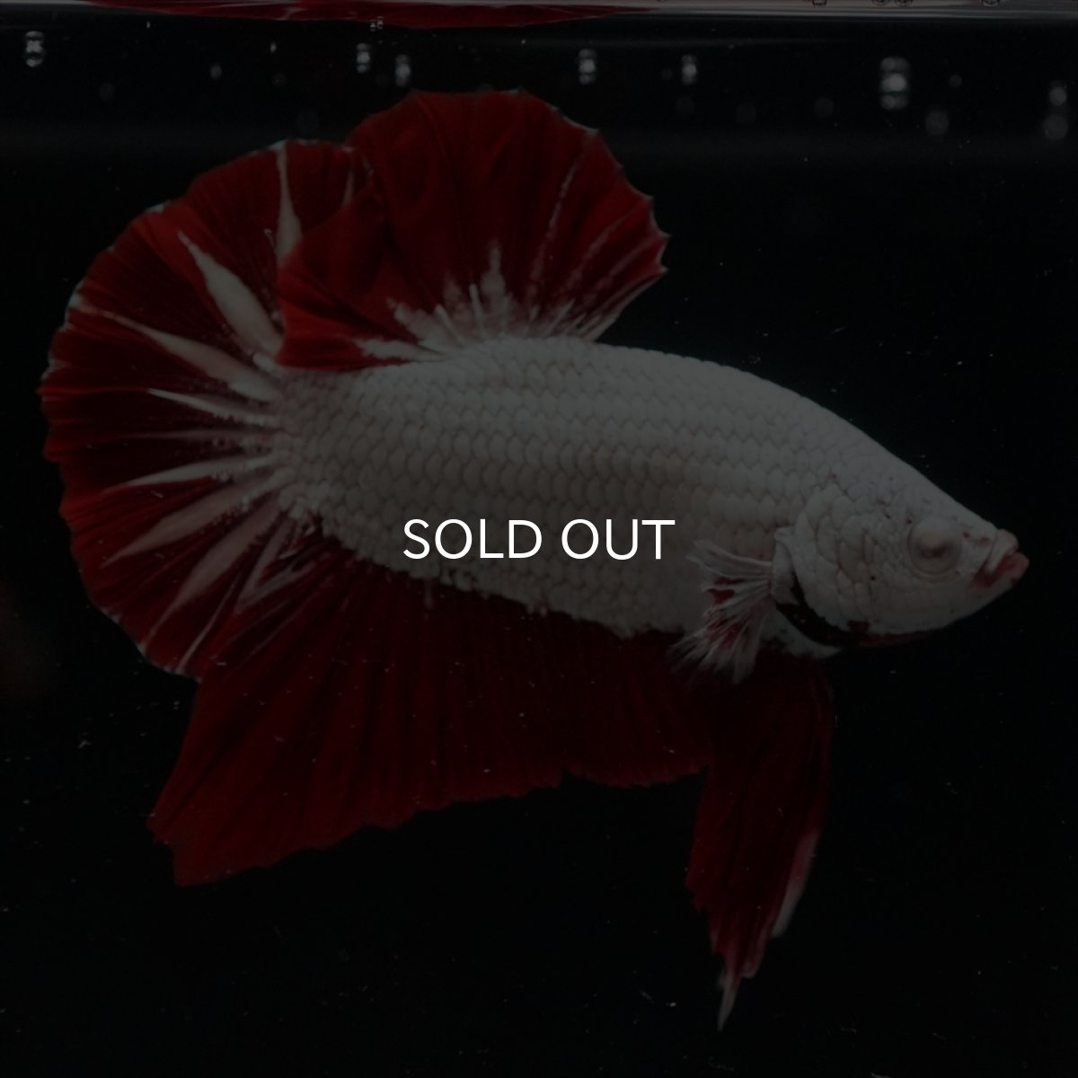 画像6: HMPK　プラチナレッドドラゴン (6)