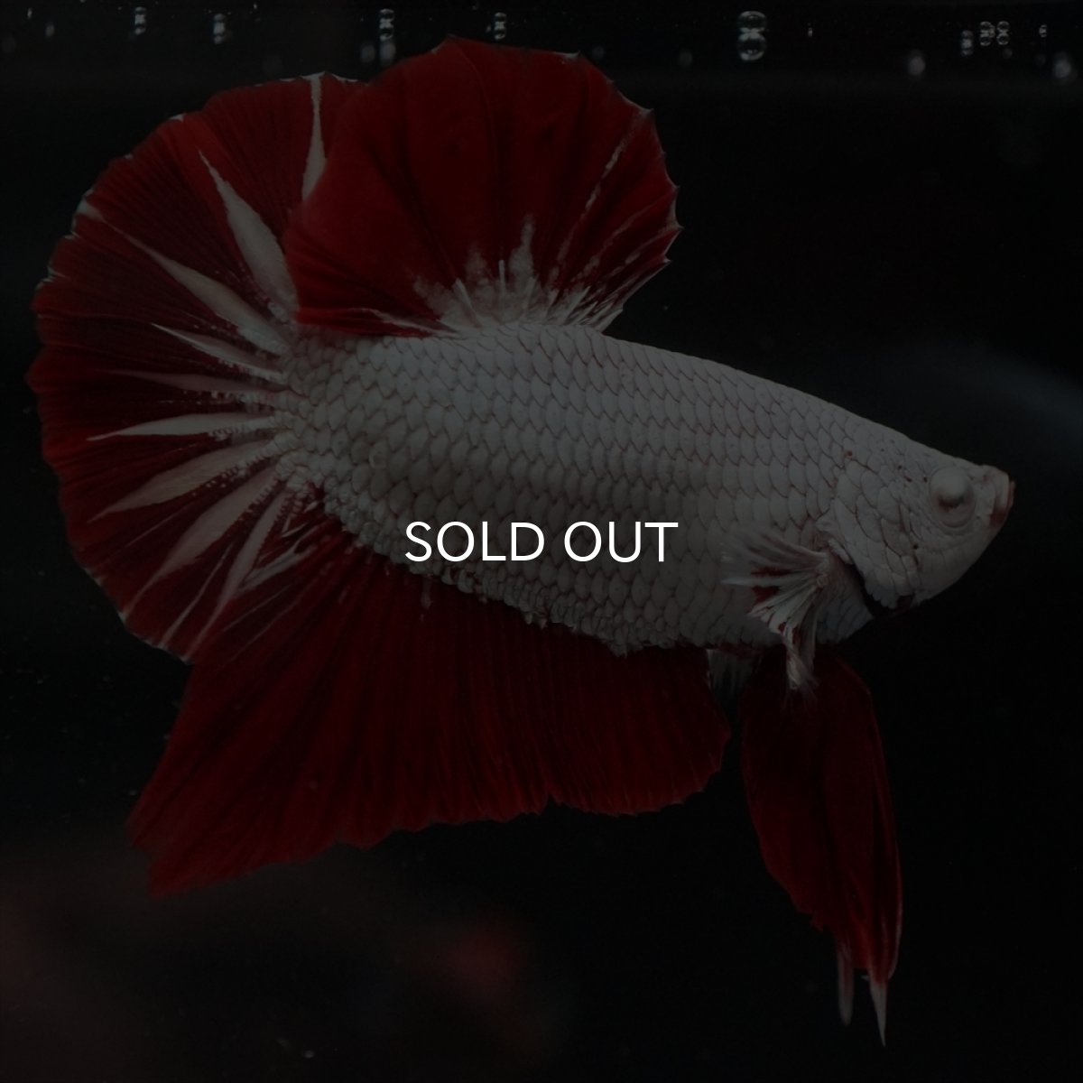 画像5: HMPK　プラチナレッドドラゴン (5)