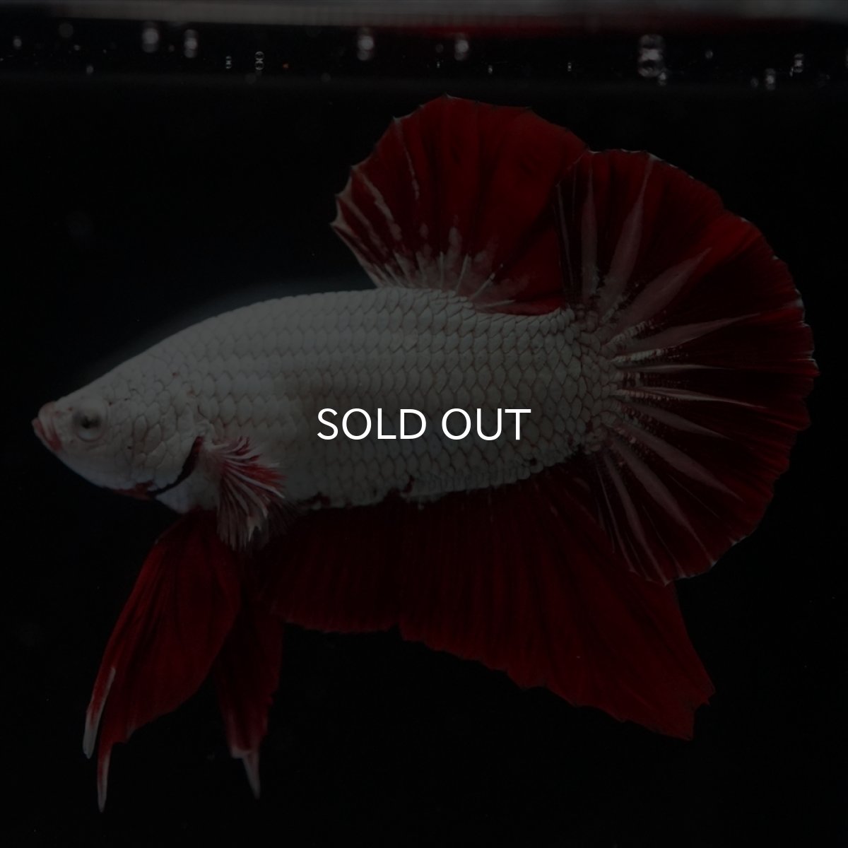 画像4: HMPK　プラチナレッドドラゴン (4)