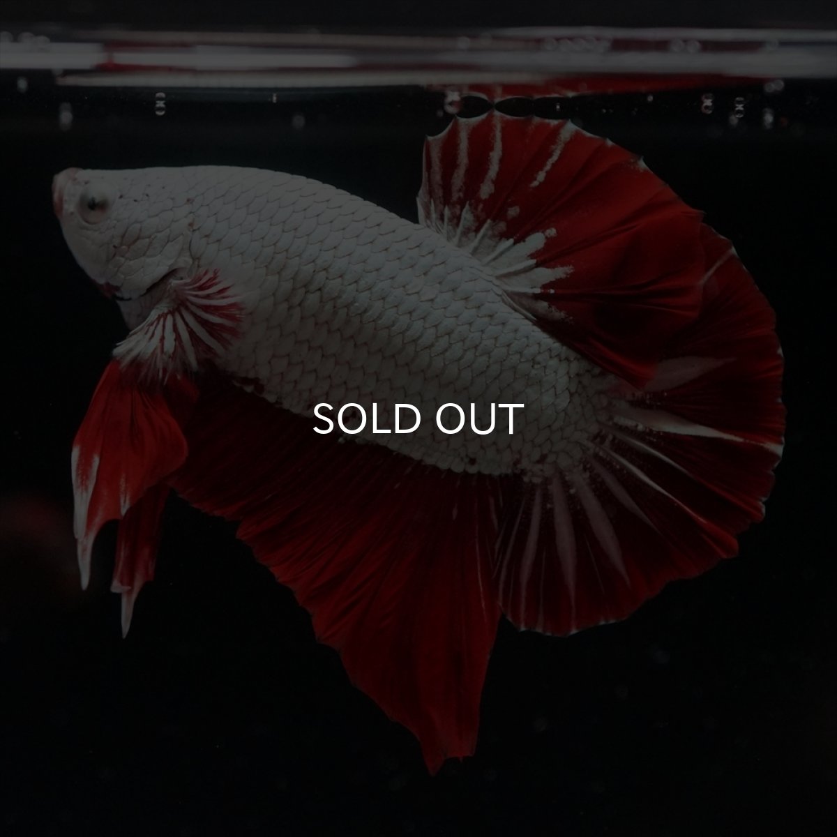 画像3: HMPK　プラチナレッドドラゴン (3)