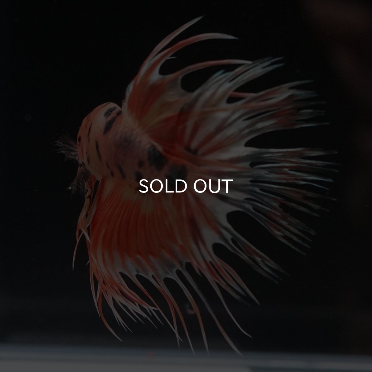 画像19: CT　キャンディカッパー (19)