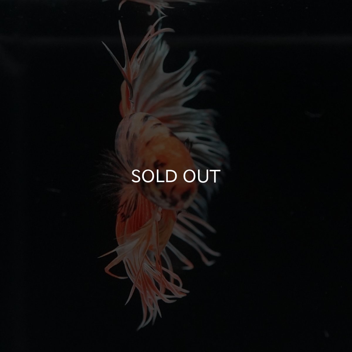 画像18: CT　キャンディカッパー (18)