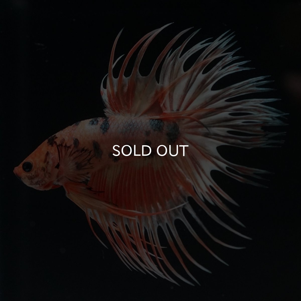 画像2: CT　キャンディカッパー (2)