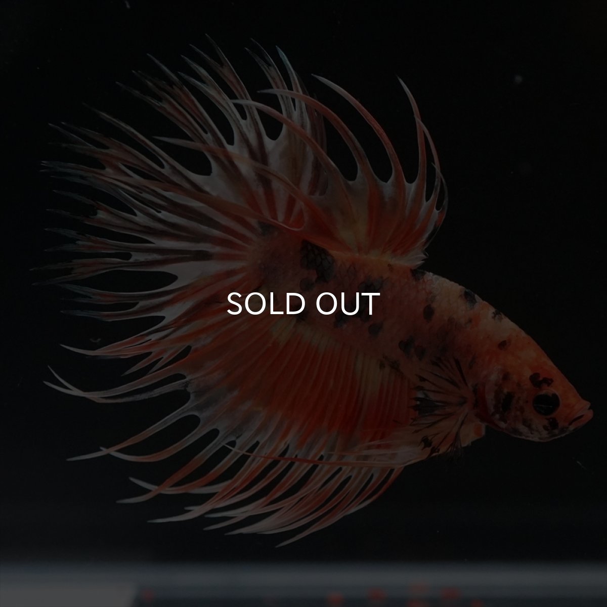 画像17: CT　キャンディカッパー (17)