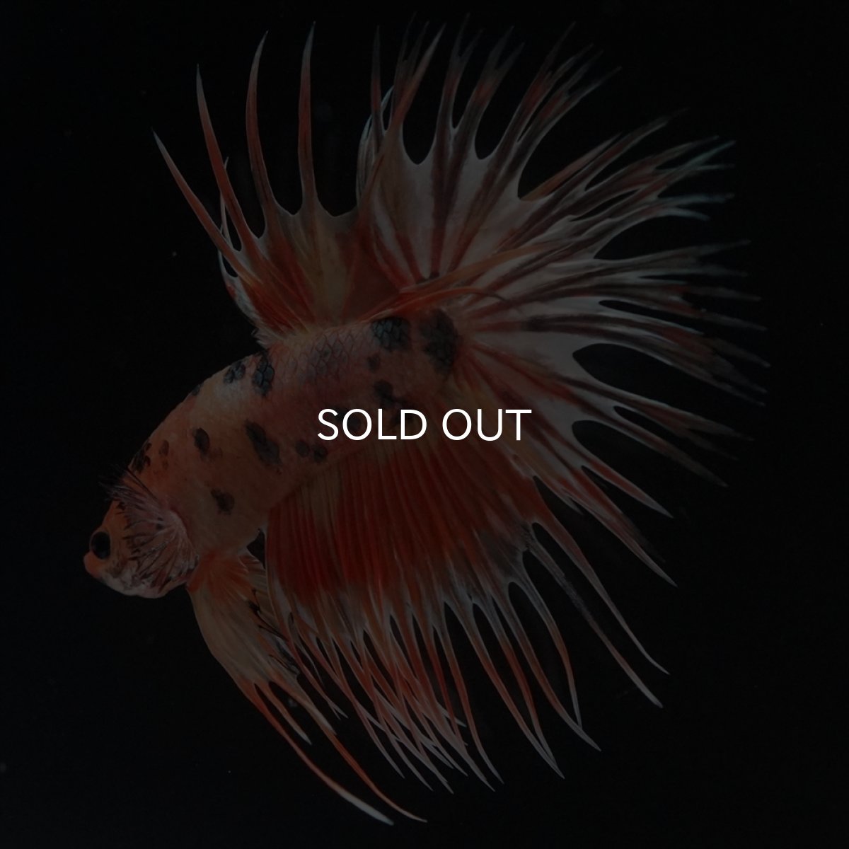 画像16: CT　キャンディカッパー (16)