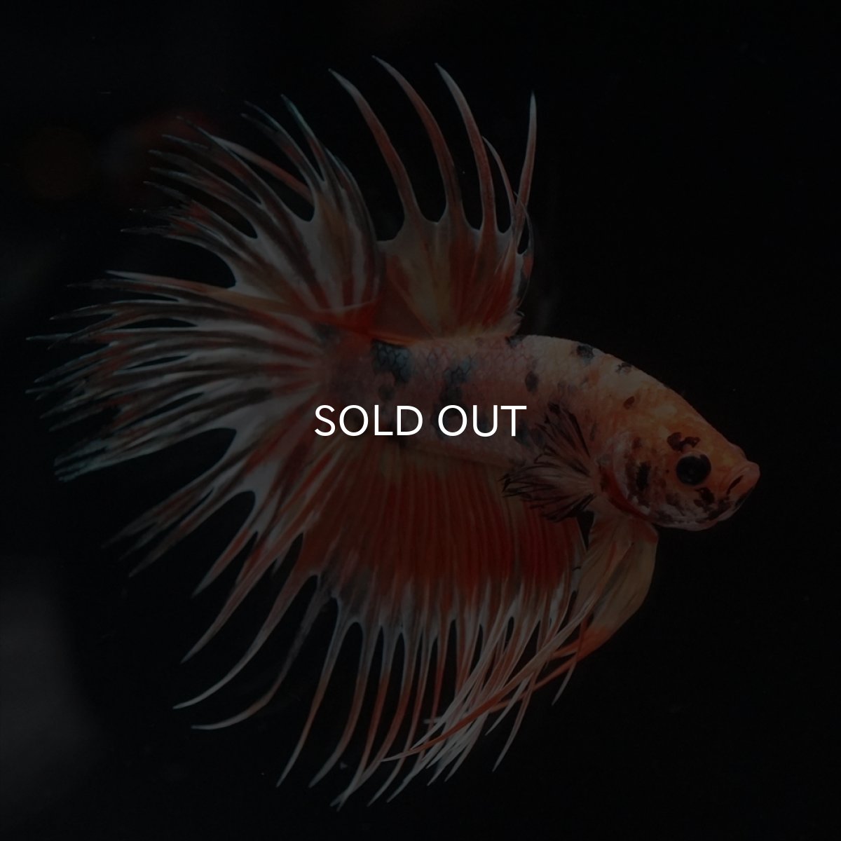 画像3: CT　キャンディカッパー (3)