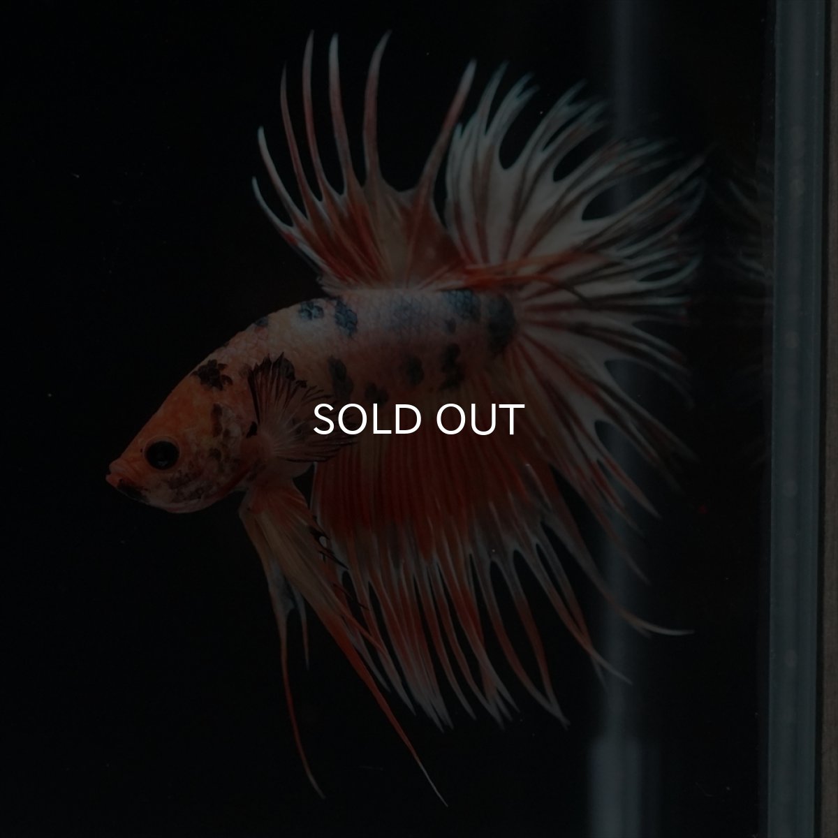 画像15: CT　キャンディカッパー (15)