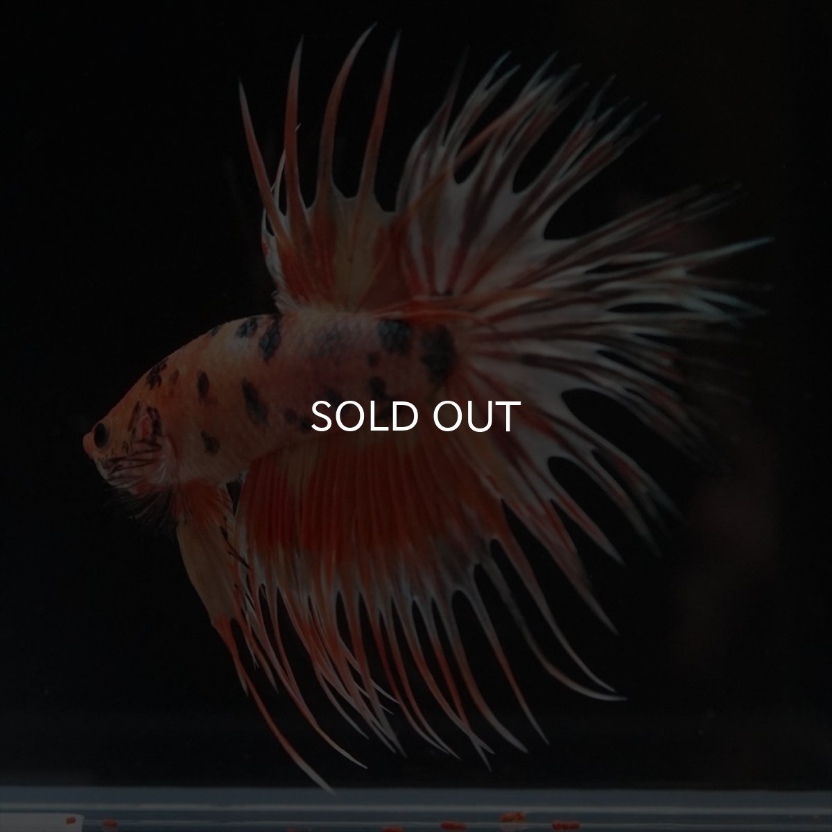 画像14: CT　キャンディカッパー (14)